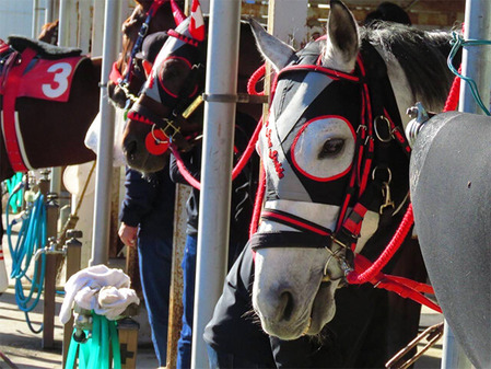152_相馬野馬追の観客は幅広い