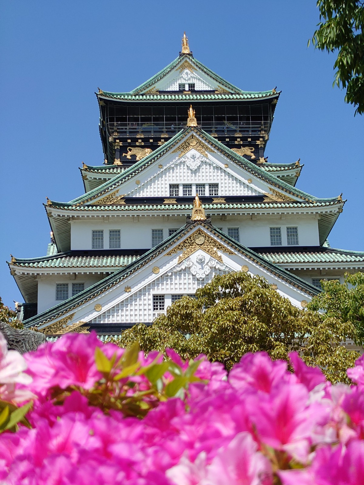 大阪城とつつじ